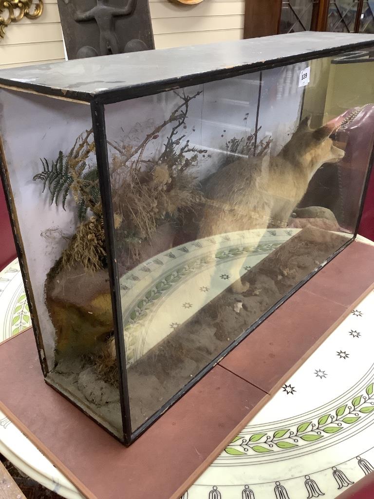 An early 20th century taxidermic fox catching a rabbit, 110 x 65cm